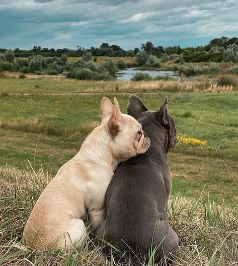 French Bulldogs Aesthetic, French Bulldog Photoshoot, Frenchie Aesthetic, French Bulldog Aesthetic, Frenchie Bulldog Puppy, French Bulldog Tan, Frenchie Hoodie, Samsung Fold, Frenchie Shirt