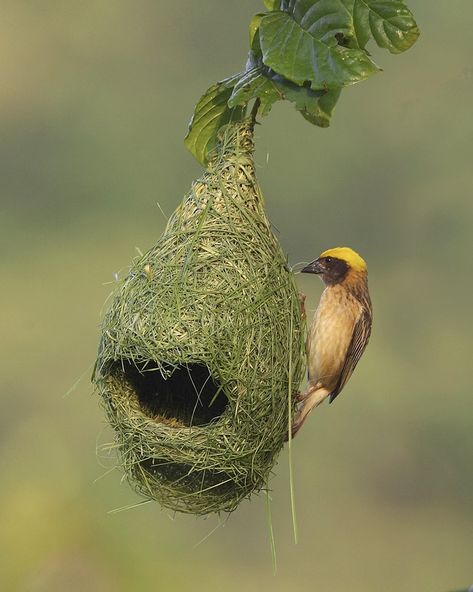 baya weaver nest, unusual nests Bird Building Nest, Weaver Bird Nest, Love Birds Nest, Mother Bird, Nest Building, Bird Pictures, Colorful Birds, Bird Nest, Little Birds