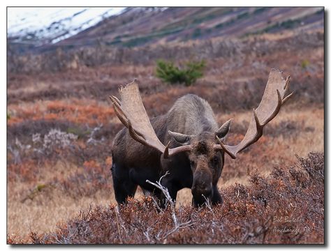 Bob | Moose in Alaska | Taken on October 15, 2011 by BobButcher Jackson Hole Winter, Nature Photography Animals, Moose Painting, Moose Pictures, Moose Hunting, Bull Moose, Deer Family, Wild Creatures, Rocky Mountain National