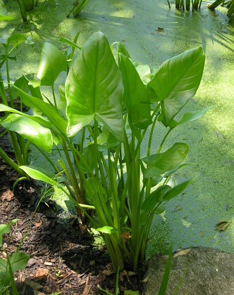 plant | Photo: 4 , Plant: Arrowroot [Maranta arundinaceae] Arrow Root, Medicinal Wild Plants, Foraged Food, Living Off The Land, Wild Edibles, Diy Camping, Survival Food, Wild Food, Wild Plants