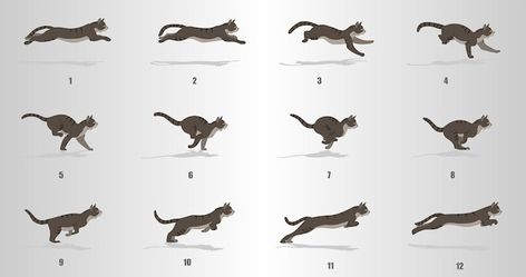 Cat Run Cycle, Cycle Animation, Animation Sequence, Running Illustration, Walking Animation, Run Cycle, Cat Anatomy, Cat Run, Animation Storyboard