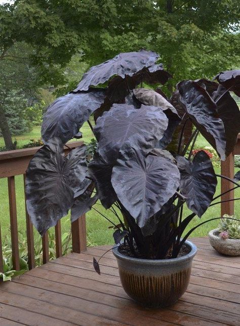 To create a suitable growing environment for your potted elephant ears, use a well-draining potting mix enriched with organic matter. This helps to retain moisture while preventing the soil from becoming too soggy. Place the pot in a location that receives bright, indirect light for optimal growth. Elephant ears prefer warm temperatures, so avoid exposing them to cold drafts or extreme temperature fluctuations. Spooky Garden, Colocasia Esculenta, Black Plants, Goth Garden, Elephant Ear Plant, Gothic Garden, Doors Makeover, Black Garden, Door Decor Ideas