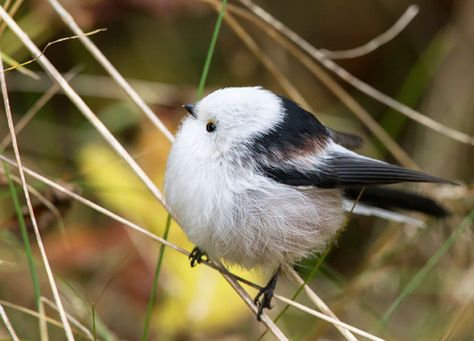 Nearly Perfectly Round Long-Tailed Tit Elephant Shrew, Flightless Bird, Owl Photos, Airbrush Art, White Bird, Fluffy Animals, Little Birds, Hamsters, Cute Birds