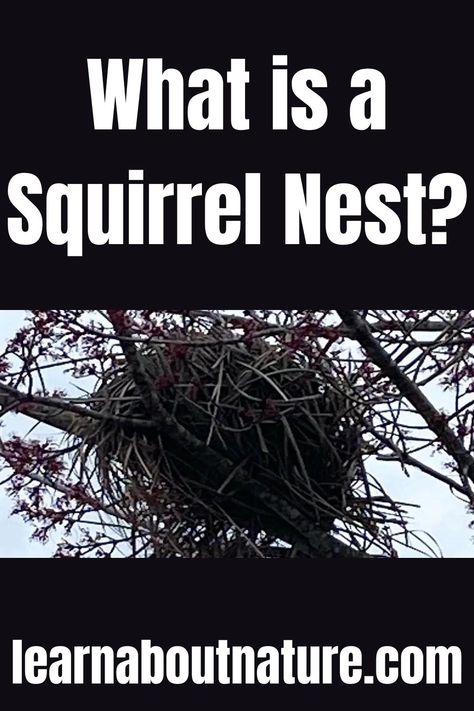 What is a Squirrel Nest? Squirrel Playground, Squirrel Nest, Nature Website, Winter Squirrel, Squirrel Home, Flying Squirrels, Art Decor Fashion, Squirrel Feeders, Land Animals