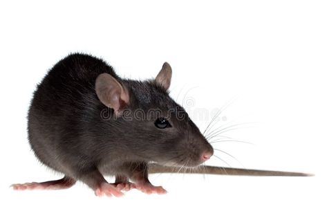 Small rat. Funny rat close-up isolated on white background , #spon, #Funny, #rat, #Small, #close, #background #ad Rat Repellent, Small Rat, Getting Rid Of Rats, Types Of Bugs, Funny Rats, Wasp Nest, Best Pest Control, Types Of Insects, Mouse Traps