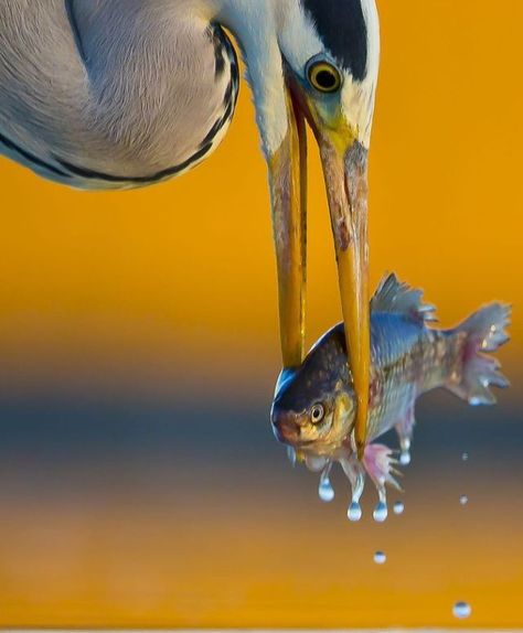 grey heron catching a fish Grey Heron, Sketches Pencil, Photography Club, Art Drawings Sketches Pencil, Indian Photography, Birds Eye View, Birds Eye, Art Drawings Sketches, Land Scape