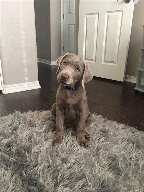 Silver Lab Puppies, Silver Labrador, Weimaraner Puppies, Super Cute Puppies, Silver Lab, Cute Dog Photos, Lab Puppies, Labrador Puppy, Funny Dog Pictures