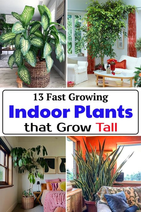 Create a larger than life look in your home instantly with Fast Growing Indoor Plants that Grow Tall to add beauty and character to your rooms. High Light Indoor Plants, Tall Inside Plants, Tall Houseplants Indoor, Large Indoor Trees Low Light, Best Tall Indoor Plants, Big Houseplants Indoor, Huge Indoor Plants, Fast Growing Indoor Plants, Fast Growing Houseplants