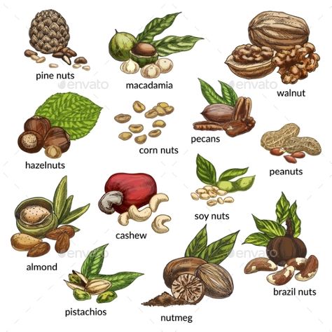 Sketch Variety of nuts food ingredients. Pine and corn, brazil nut, walnut and macadamia, hazel and pecan, pea and soy, cashew and almond, pistachio and nutmeg. Vegetarian nutrition theme Different Nuts, Nutrition Tracker, Corn Nut, Brazil Nut, Vegetarian Nutrition, Pecan Nuts, Nuts & Seeds, Nuts And Seeds, Food Ingredients