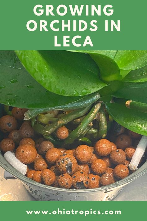 Leca House Plants, Plants Display Ideas, How To Grow Orchids, Aeroponic Gardening, Grow Orchids, Orchids In Water, Repotting Orchids, Orchid Plant Care, Blooming Succulents