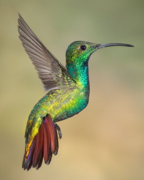 Jalil El Harrar on Instagram: “Green-breasted Mango  Sarapiqui Costa Rica #animal #nature #natural #free #natgeo #bbcearth #WildlifePlanet #naturephotography #wild…” Green Breasted Mango, Hummingbird Food, Hummingbird Pictures, Cardinal Flower, Trumpet Vine, Diy Bird Feeder, Hummingbird Tattoo, Bee Balm, Bird Wings