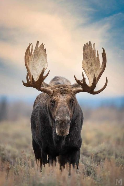 Moose Wall Art, Moose Pictures, Moose Hunting, Bull Moose, Deer Family, Mule Deer, Manx, Animal Planet, Nature Animals