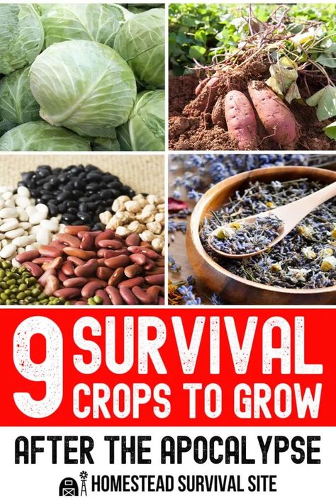 If you're planning a survival garden, which crops should you focus on first? That's the topic of this video by Epic Gardening. Epic Gardening, Survival Garden, Growing Corn, American Garden, Summer Harvest, Survival Gardening, High Calorie Meals, Emergency Food, Homestead Survival