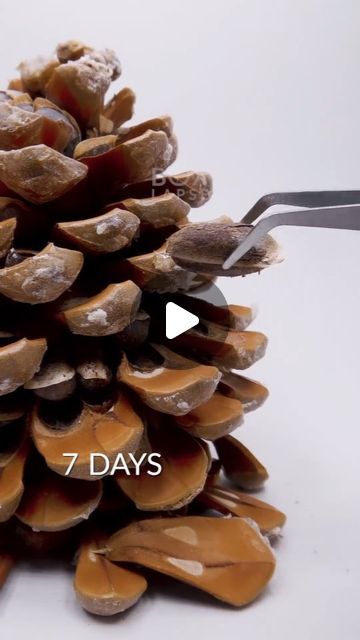 Bonsai Gram on Instagram: "📸 from @boxlapsefilms . . #timelapse #timelapsevideo #pinecone #pine" Pine Cone Bonsai, Pinecone Bonsai, Pine Bonsai, Bonsai Trees, Time Lapse Video, Bonsai Tree, Pine Cone, Pine Cones, Trees