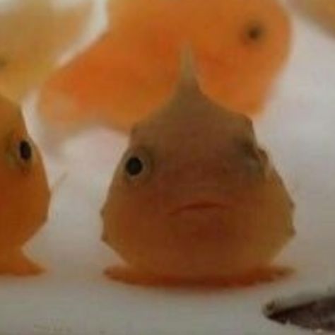 Fish Matching Pfp, Animals Pfp, Fish Banner, Animal Icon, Water Animals, Never Forget You, Aquatic Animals, Anime Profile, Cute Profile Pictures