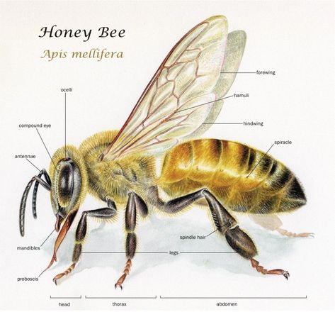 BQ Magazine on Twitter: "The honey bee is also known as Apis mellifera. Apis is a very old word probably with Egyptian roots, but is also related to the Greek word for 'swarm'. Mellifera means 'honey-bearing' in Latin. #ApisMellifera #Honeybee #DarkBee #Beekeeping #Beekeepers #Bees #Entomology… https://t.co/85wBO801Ws" Bee Diagram, Bee Anatomy, Anatomy Tattoo, Bee Drawing, Worker Bee, Buzzy Bee, I Love Bees, Bees And Wasps, Bee Keeper