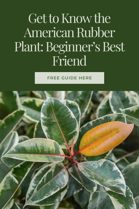 🌿🌟 New to houseplants? Start with the American Rubber Plant—versatile and beginner-friendly! It’s perfect for adding lush greenery to your space with minimal fuss. Welcome to the plant parenthood journey! 🌱✨ #RubberPlant #HouseplantLove #PlantParent #GreeneryGoals #BeginnerPlants Plant Beginner, Rubber Plant, Lush Greenery, The Plant, Getting To Know, House Plants, Best Friend, Lush, Best Friends