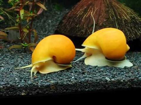 Gold mystery snail/Apple snails in my tank. Always fun to watch them. Garden Snails, Aquarium Snails, Apple Snail, Snails In Garden, Fresh Water Fish Tank, Molluscs, Snail Shell, Beautiful Fish, Freshwater Aquarium