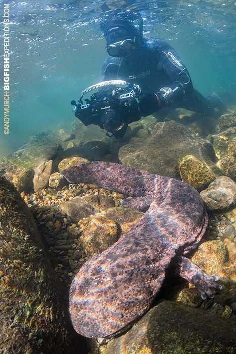 Japanese Giant Salamander, Japanese Salamander, Chinese Giant Salamander, Giant Salamander, Duck Feed, Living Fossil, Giant Animals, Creature Artwork, Water Animals