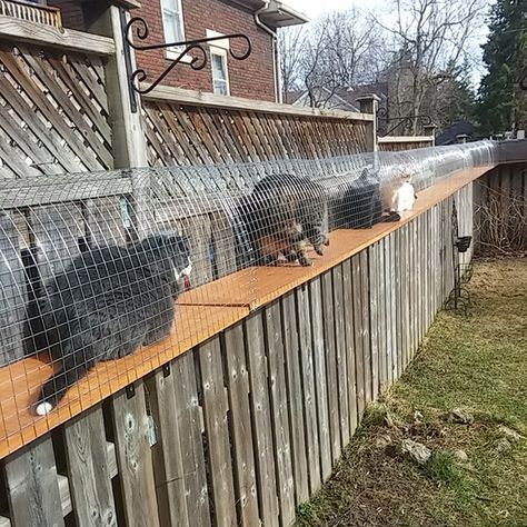 Diy Cat Run, Cat Jungle Gym, Outdoor Cat Run, Cat Walkway, Outdoor Cat Tunnel, Diy Cat Enclosure, Cat Habitat, Katt Diy, Cat Jungle