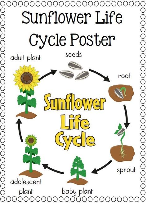 دورة حياة النبات, Frog Pumpkin, Flower Life Cycle, Sunflower Life Cycle, Sunflower Plant, Planting Sunflowers, Beautiful Flower Drawings, Plant Life Cycle, Sequencing Activities