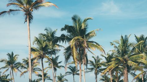 vsco aesthetic palm tree background Aesthetic Palm Tree, Tree Desktop Wallpaper, Palm Tree Background, Ipad Mini Wallpaper, Palm Tree Drawing, Desktop Wallpaper Macbook, Palm Trees Wallpaper, Iphone Wallpaper Vsco, Free Wallpaper Backgrounds