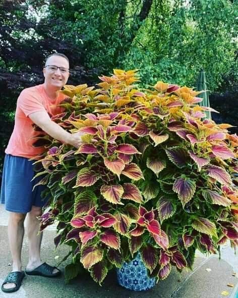 Landscape Design Ideas, نباتات منزلية, Container Garden Design, Potted Plants Outdoor, Container Gardening Flowers, Garden Containers, Beautiful Flowers Garden, Garden Yard Ideas, Container Flowers