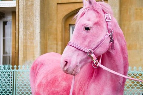 Just for my girlfriend. Pink Horse, Tout Rose, I Believe In Pink, Pink Life, Pink Power, Tickled Pink, Everything Pink, Pink Love, Color Rosa