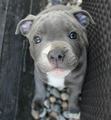 Blue Nose Pitbull Puppies, Pitbull Dog Puppy, Blue Pitbull, Pitbull Puppies For Sale, Bully Breeds Dogs, Blue Nose Pitbull, Pitbull Puppy, Cute Little Puppies