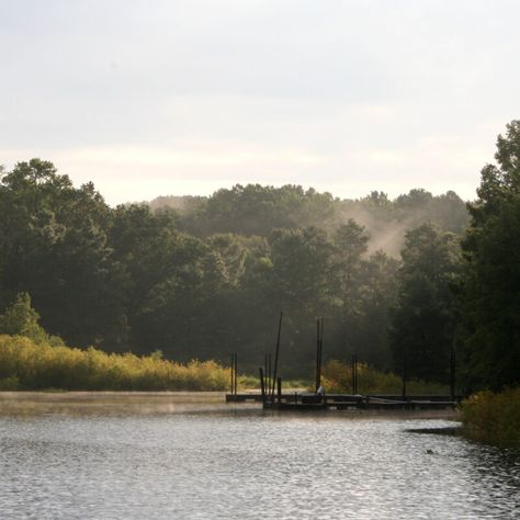 11 Best Campgrounds In The Piney Woods Of East Texas - TravelAwaits Caddo Lake State Park, Best Rv Parks, Texas Lakes, Jellystone Park, Rv Parks And Campgrounds, Best Campgrounds, Trailer Life, Backcountry Camping, Texas Towns