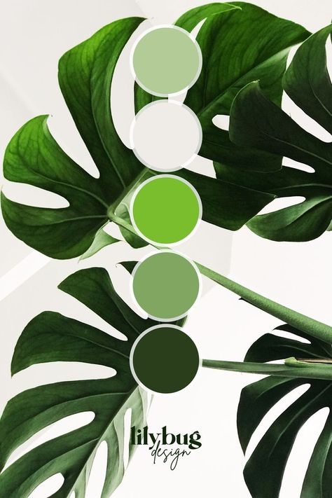 Color Wheel Tattoo, Color Wheel Art Projects, Plant Logo, Colour Wall, Brand Palette, Polo Design, Brand Color Palette, Monstera Deliciosa, Leaf Coloring