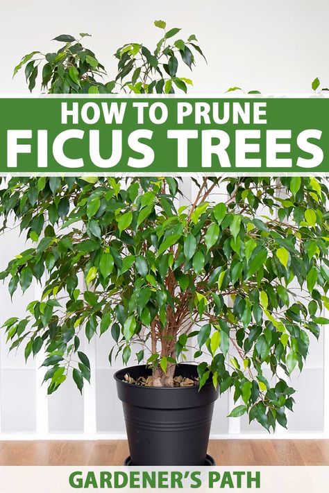 Propagating Ficus Tree, Ficus Tree Care, Indoor Fig Trees, Ficus Tree Indoor, Weeping Fig Tree, Ficus Bonsai Tree, Bonsai Ficus, Weeping Fig, Ficus Benjamina