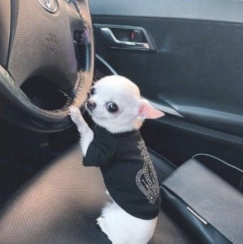 Psy Chihuahua, Baby Chihuahua, Very Cute Dogs, Funny Animal Photos, Cute Chihuahua, Funny Animal Jokes, Chihuahua Puppies, Silly Animals, Cute Funny Dogs