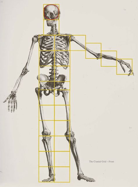 cranial units Anatomy Measurements, Human Body Proportions, Human Skeleton Anatomy, Skeleton Drawing, Human Anatomy Reference, Anatomy Bones, Drawing Anatomy, Skeleton Anatomy, Anatomy Practice