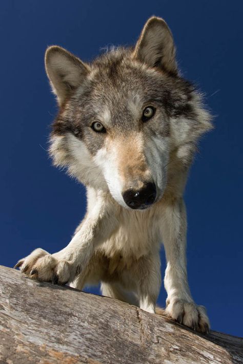 Our hand-raised, socialized animals serve as ambassadors for their wild relatives. We hope that, by learning more about and becoming interested in our captive wolves, visitors to Wolf Park will bec... Wolf Photos, Gray Wolf, Wolf Spirit Animal, Wolf Love, Wild Wolf, Red Wolf, Wolf Pictures, Beautiful Wolves, Wild Dogs