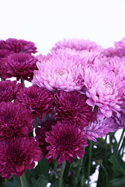 CHRYSANTHEMUMS Chrisantemum Flower, Red And Pink Roses, Poisonous Plants, Chrysanthemum Flower, Beautiful Flowers Wallpapers, Wholesale Flowers, Alam Yang Indah, Beautiful Flower Arrangements, Flower Phone Wallpaper