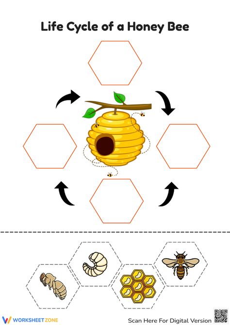 Honeybee Life Cycle, Bee Worksheets Free Printable, Life Cycle Of Honey Bee, Lifecycle Of A Bee, Bee Life Cycle Craft, Bee Kindergarten, Bee Worksheet, Bee Lifecycle, Life Cycle Of A Bee