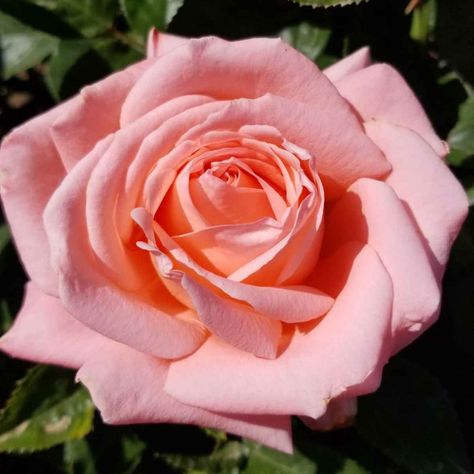 Rose Diseases, Evergreen Nursery, Spring Hill Nursery, Hybrid Tea Rose, Types Of Roses, Shrub Roses, Powdery Mildew, Hybrid Tea Roses, David Austin Roses