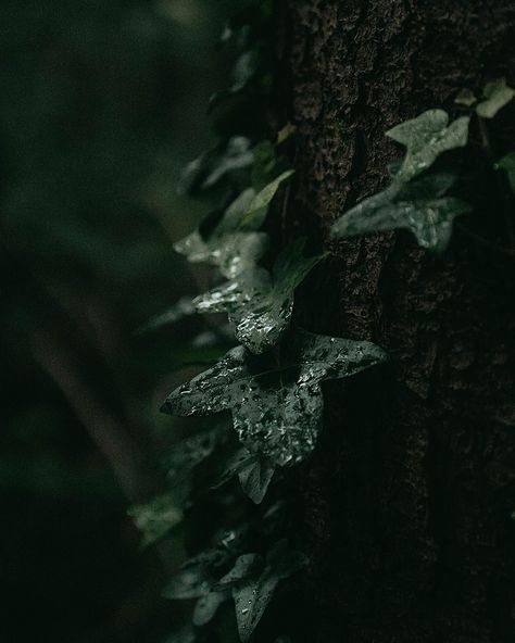 May your day be full with magic & may you not be too busy to see it 🍃💧 . #leafphotography #nature #naturequotes #travelinspo #macrophotofraphy #moody #forest #walkinthewoods #green #leaf Moody Plants Aesthetic, Dark Green Forest Aesthetic, Dark Green Forest, Moody Forest, Moody Green, Viridian Green, Moody Nature, Leaf Photography, Moody Photography