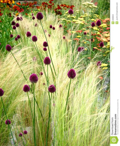 Wild Flowers - Download From Over 36 Million High Quality Stock Photos, Images, Vectors. Sign up for FREE today. Image: 2268934 Prairie Garden, Grasses Garden, Drought Tolerant Plants, Plant Combinations, Ornamental Grasses, Garden Cottage, The Grass, Types Of Flowers, Front Garden