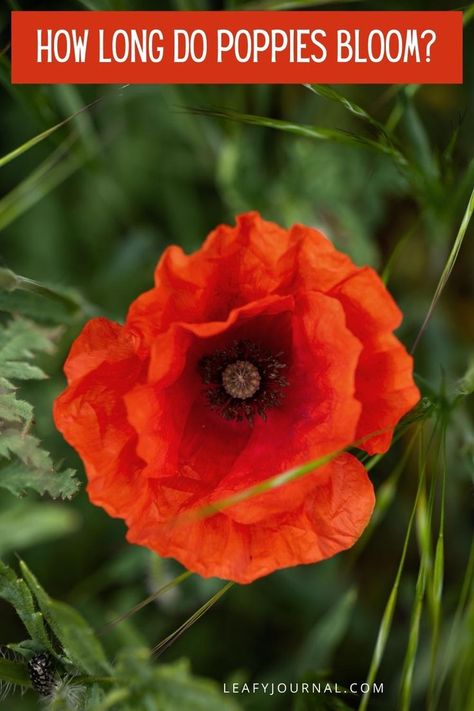 Planting Poppy Seeds, Houseplant Pests, Zone 9, Flower Store, Front Steps, Poppy Flowers, Replant, Poppy Seeds, Plants Garden