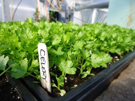 GROWING CELERY FROM SEED |The Garden of Eaden Planting Celery, How To Grow Celery, Grow Celery, Growing Celery, Vanuatu, Pitcairn Islands, Caicos Islands, Garden Seeds, How To Grow