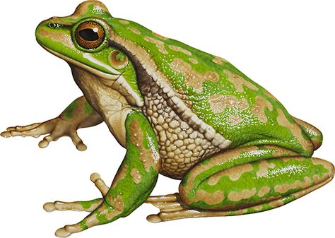 green and golden bullfrog Frog Clipart, Common Frog, Green Tree Frog, Frog Illustration, Frog Pictures, Frog Drawing, Frog Art, Tree Frog, Desenho Tattoo