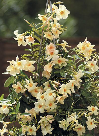 How to Grow Mandevilla: Looking for an easy vine to grow? We’ll show you how to grow beautiful mandevilla vines on a trellis, in patio pots, plus how to overwinter it inside. Mandevilla Trellis Ideas, Mandevilla Vine Ideas Pots, Mandevilla Trellis, Wildlife Garden Design, Mandevilla Vine, Outdoor Plant Hanger, Creative Gardens, Airplane Plant, Plants Vines