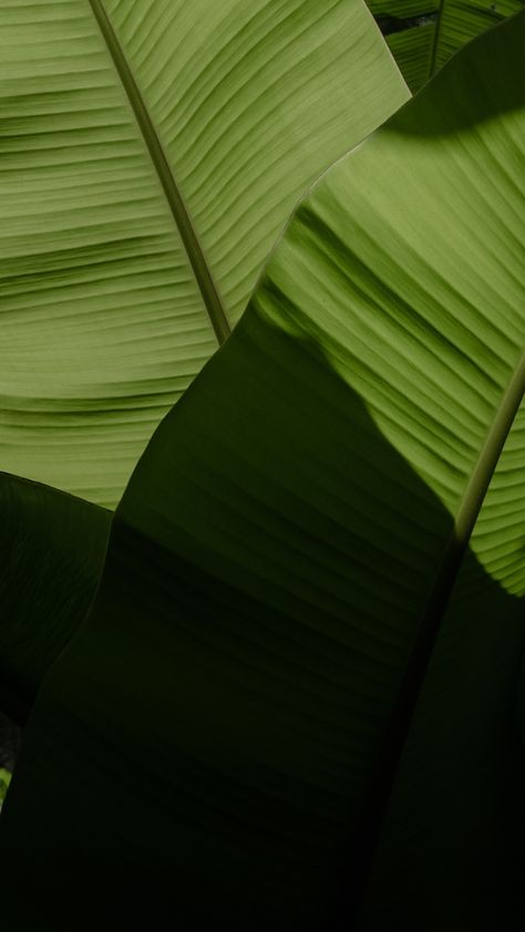 Leaf, Wallpaper, Textures, Textured Banana Leaves Wallpaper, Leaves Wallpaper Iphone, Banana Leaf Wallpaper, Nasi Lemak, Leaf Texture, Banana Leaves, Leaf Coloring, Banana Leaf, Textured Wallpaper