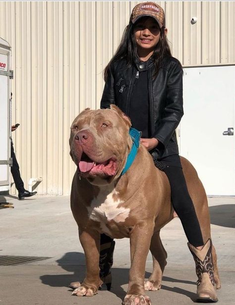 Xxl American Bully, American Bully Tattoo, American Bully Xxl, Bullies Dogs, Xl Bullies, Pitbull Xxl, Bully Xxl, Xl American Bully, Pitbull Bully