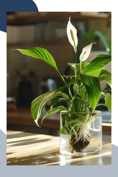 Growing a peace lily in water is a simple and rewarding way to enjoy this beautiful, low-maintenance plant. With its lush green leaves and elegant white flowers, the peace lily adds a touch of nature to any indoor space. In this article, we’ll provide an easy guide to help you successfully grow a peace lily in water, covering everything from initial setup to ongoing care, ensuring your plant thrives in its new environment. Peace Lily In Water Vase, How To Grow Peace Lily In Water, How To Propagate Peace Lily In Water, Peace Lily In Water, Grow Peace Lily In Water, Peace Lily Propagation In Water, How To Revive A Peace Lily Plant, Peace Lily Plant Care, Peace Lily Care