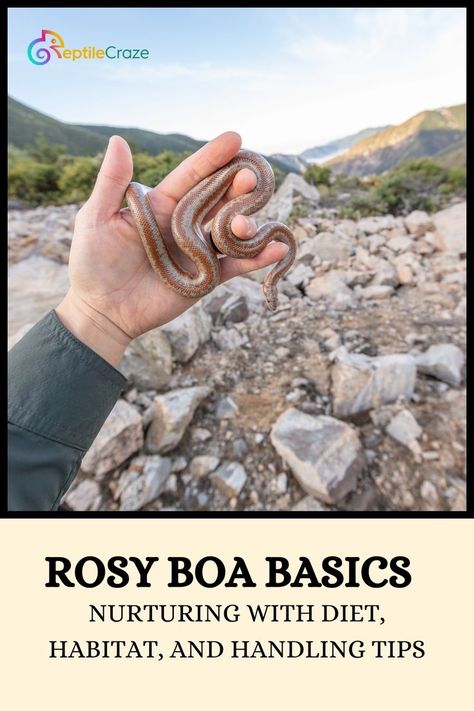 Delve into the world of Rosy Boa care with this comprehensive guide, providing essential insights into their optimal diet, habitat requirements, and proper handling techniques. Whether you're a seasoned reptile enthusiast or a new Rosy Boa owner, explore detailed information on creating a suitable environment, maintaining a balanced diet, and fostering a positive relationship through gentle handling. Rosy Boa, Positive Relationship, Class Pet, Ball Pythons, Pet Snake, A Balanced Diet, Ball Python, Leopard Gecko, Balanced Diet