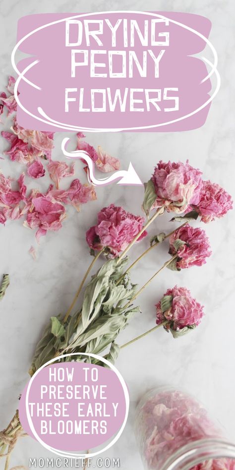 dried peonies and peony petals on a white counter. Text overlays state Drying Peony Flowers and How to Preserve These Early Bloomers Herbs To Grow At Home, Best Herbs To Grow, Loose Bouquet, Herbs To Grow, Spring Decorations, Spring Decor Diy, Flower Pot Garden, Garden Crafts Diy, Planter Ideas