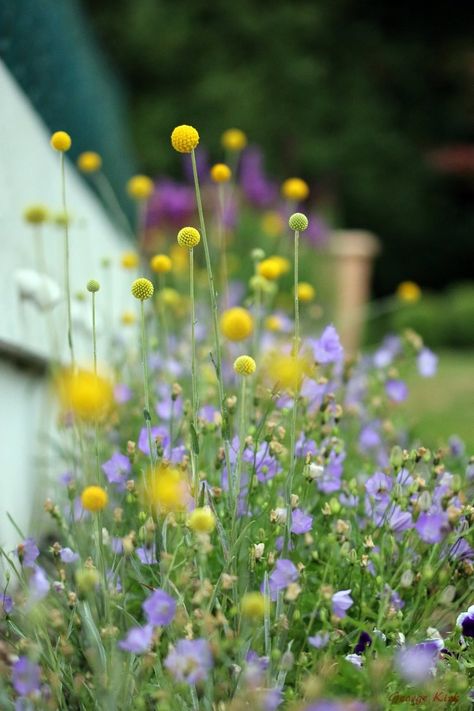 Billy Buttons Garden, Billy Button Flowers, Cottage Garden Plan, Australian Garden Design, Sacred Garden, Billy Buttons, Grandmas Garden, Australian Garden, Cottage Garden Plants